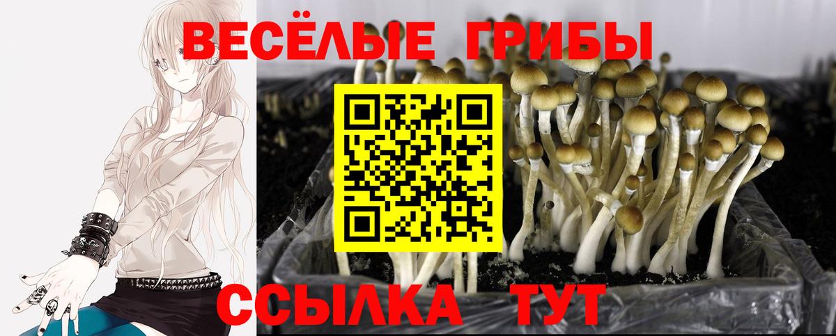 Галлюциногенные грибы мухоморы  Вход с VPN  Галлюциногенные грибы Psilocybine cubensis  Буйнакск 